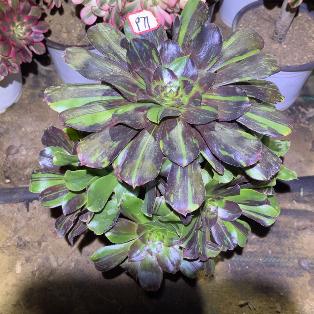 971多肉植物花斑鹿