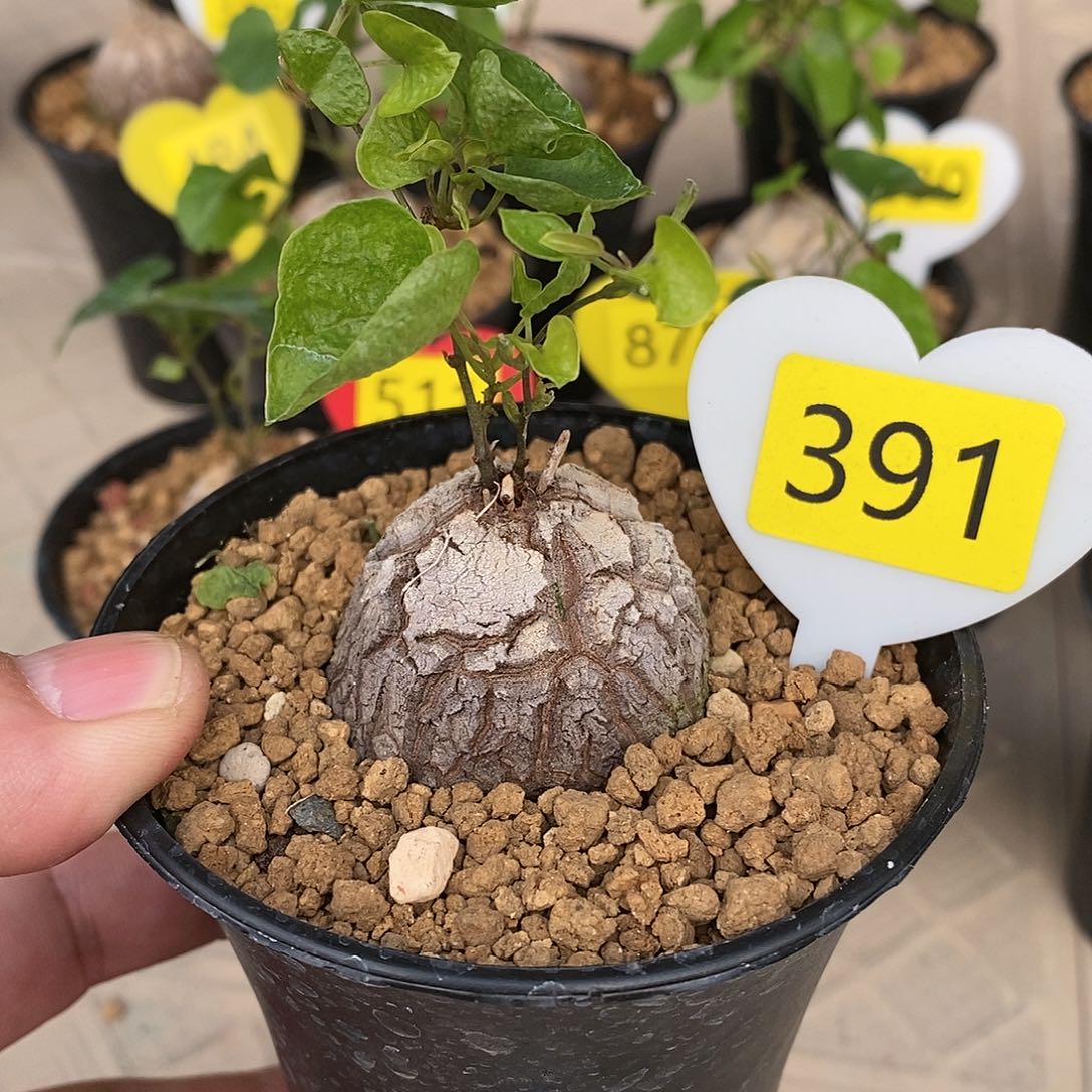 南非龟甲龙龟甲龙