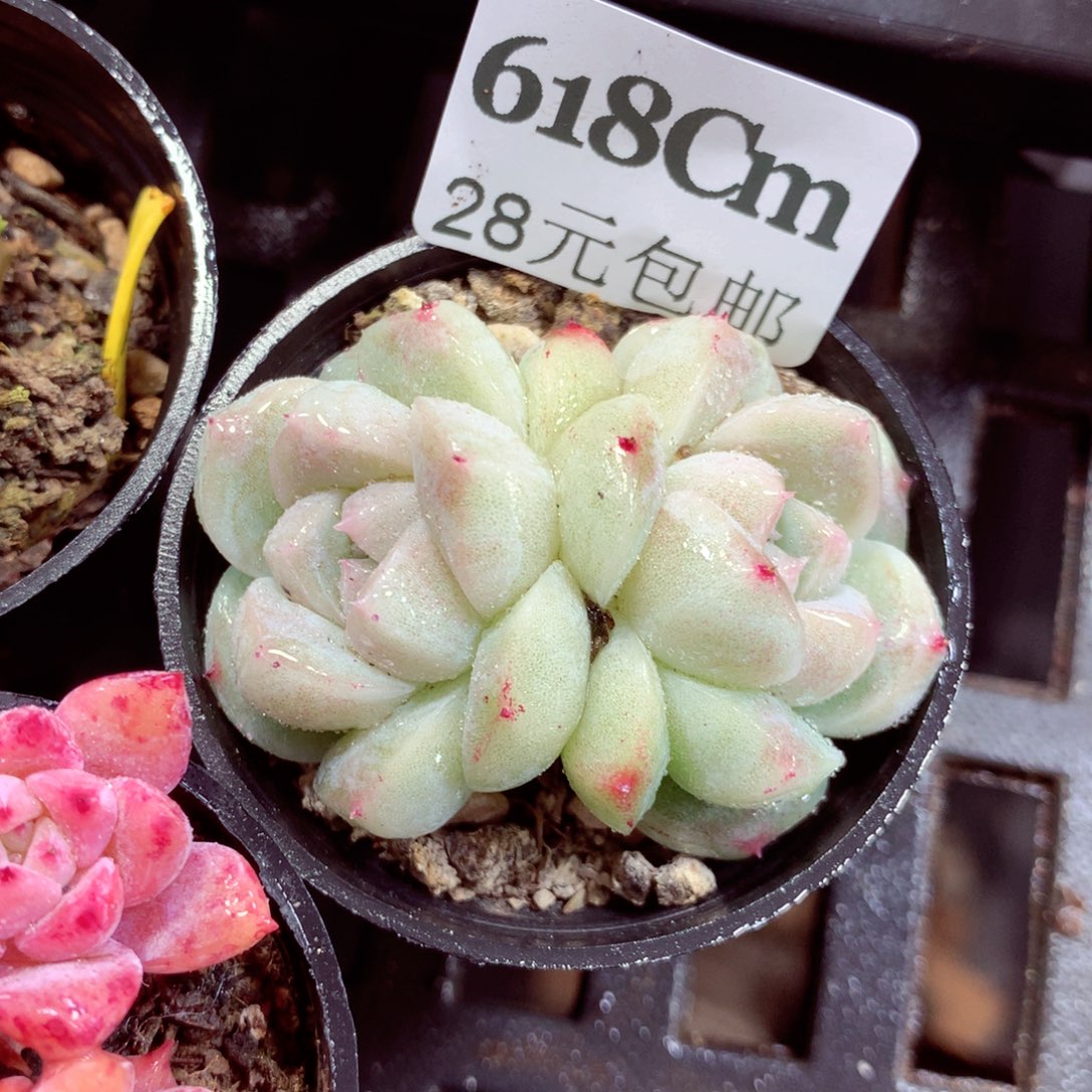 5厘米盆精控多肉618