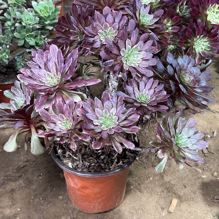 多肉植物荧火粉黛81