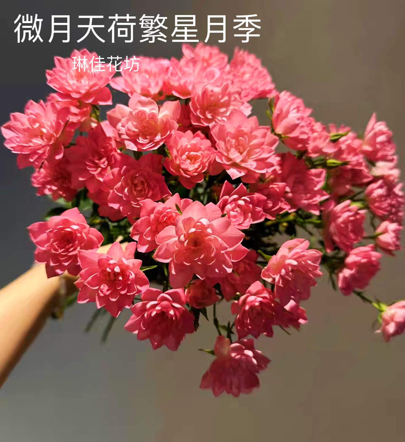 微月超微月季直播间一物一拍链接