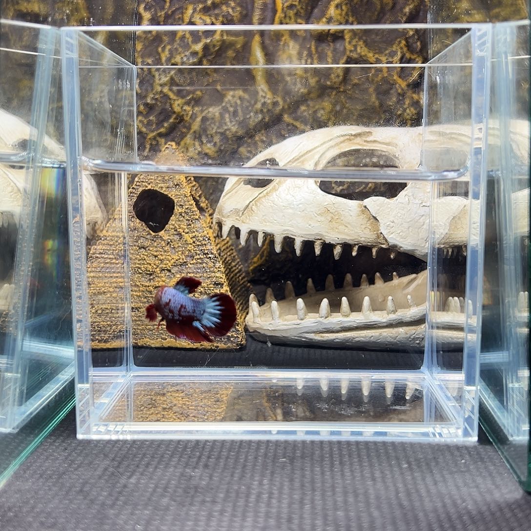 斗鱼精品精品精品精品精品精品