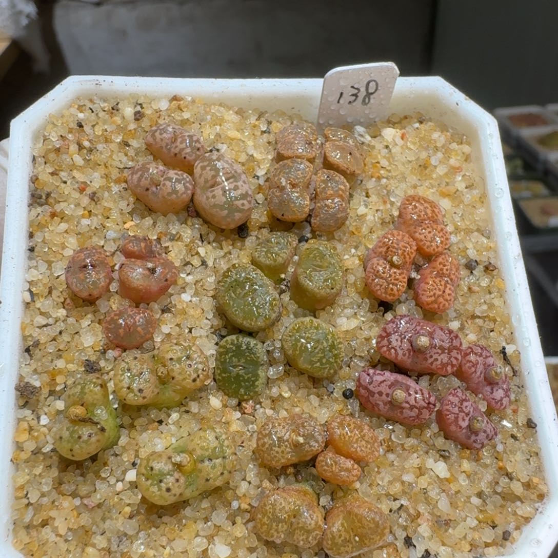 似*0217-42肉锥肉锥肉锥