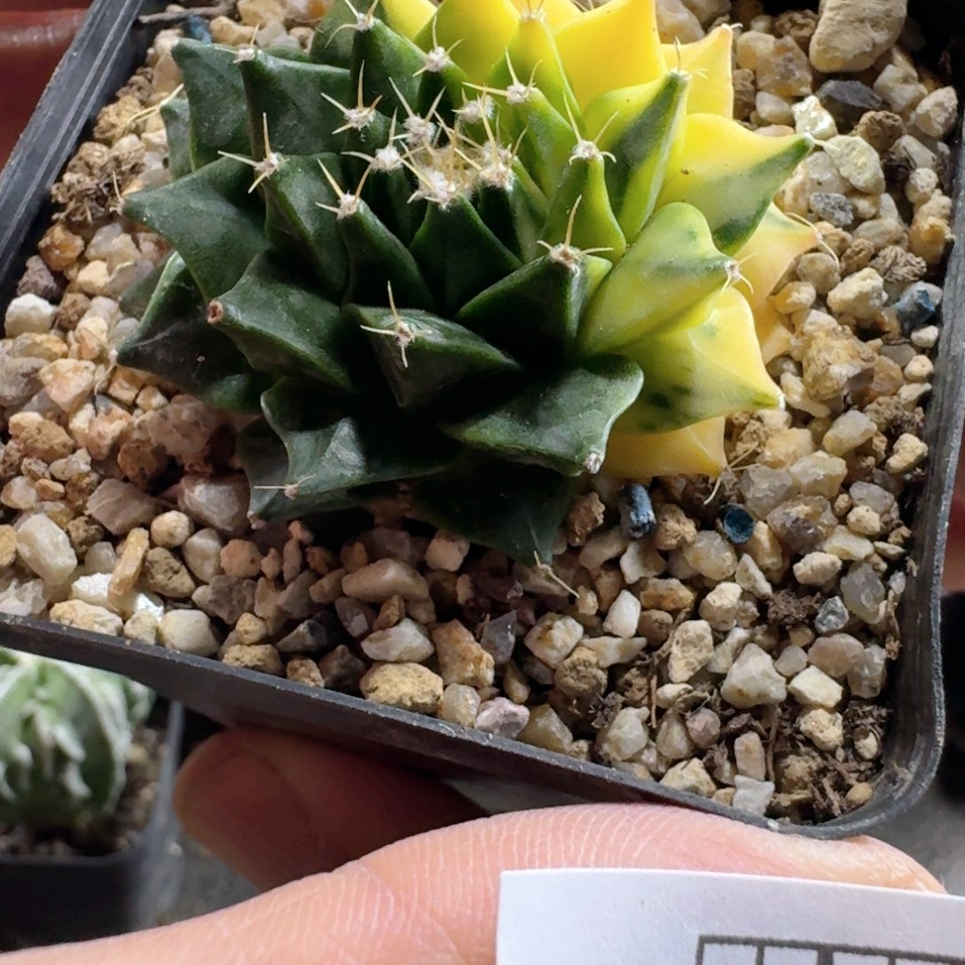 398帝冠锦脱土发货有断叶特价