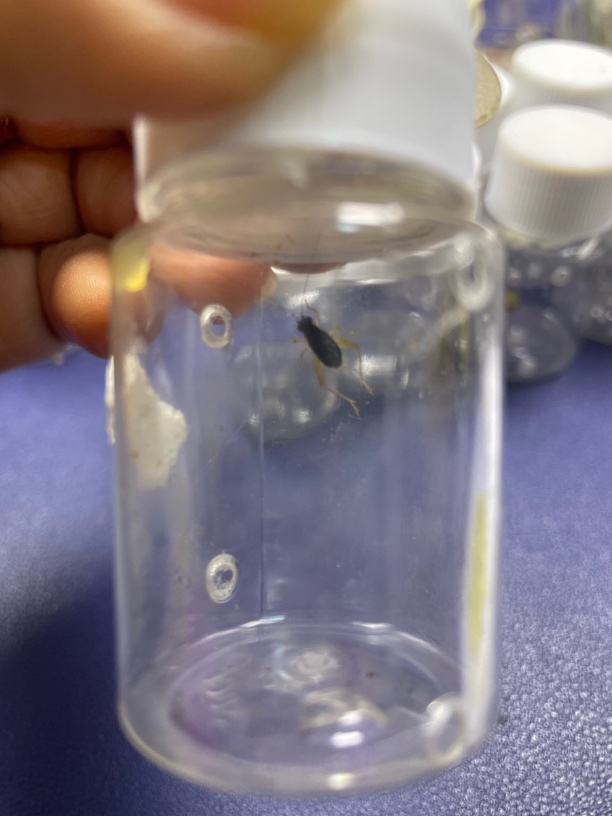 油蛉子鸣虫瓶子3只