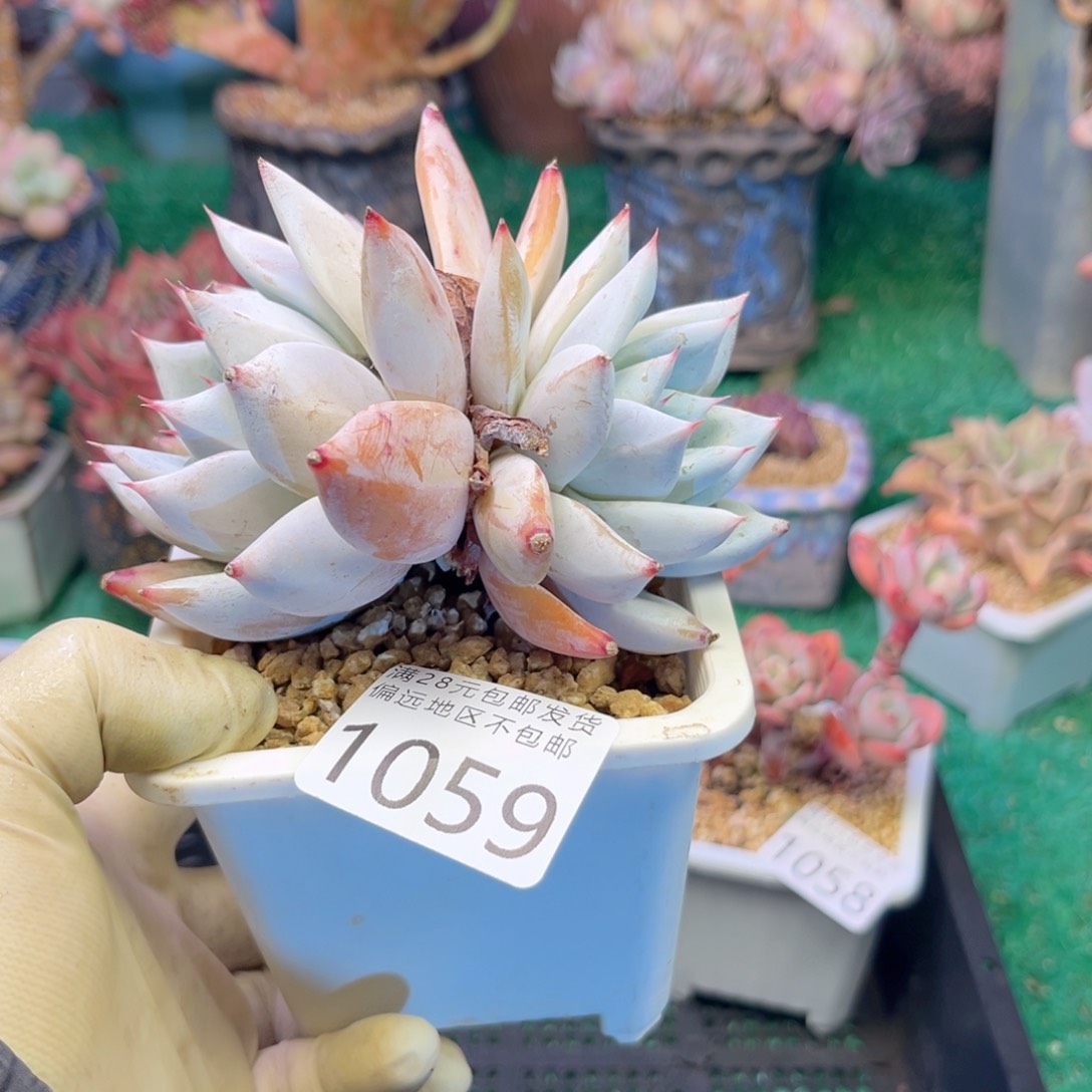 大1059；j d h d b f h h n