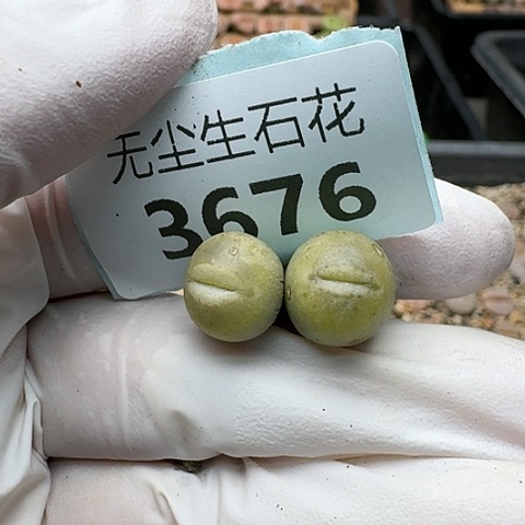 3676，丑鹅脱土发货