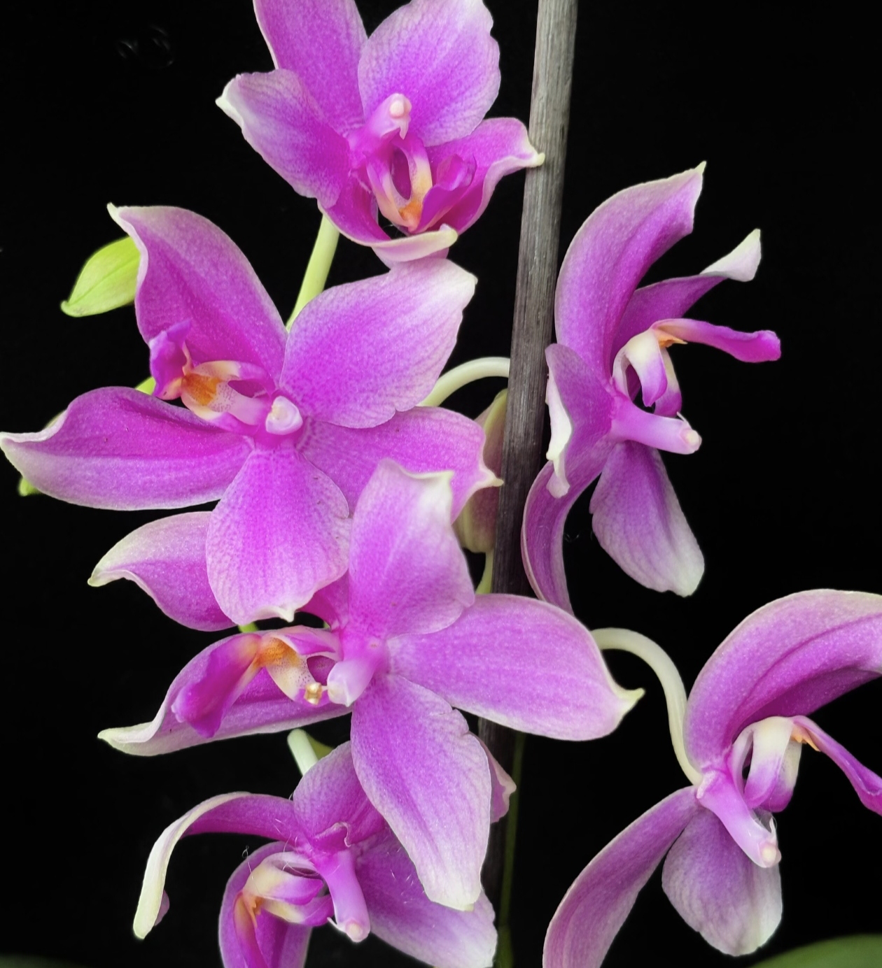 浓香型香奈儿}蝴蝶兰3.0加高杯