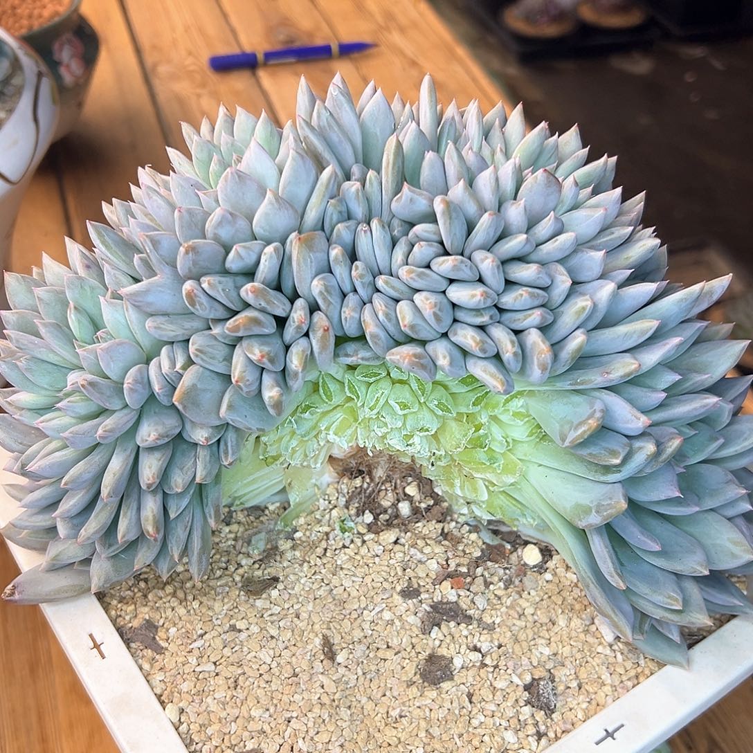 郁***仔暗纹杂交缀，一物一拍