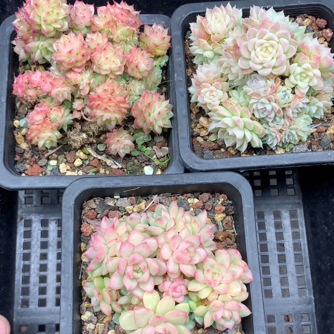 1205-142 套餐一组