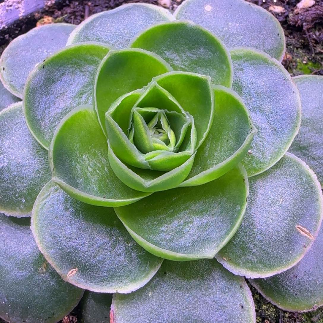 6厘米荷花蕾丝玫瑰粉红121242727373