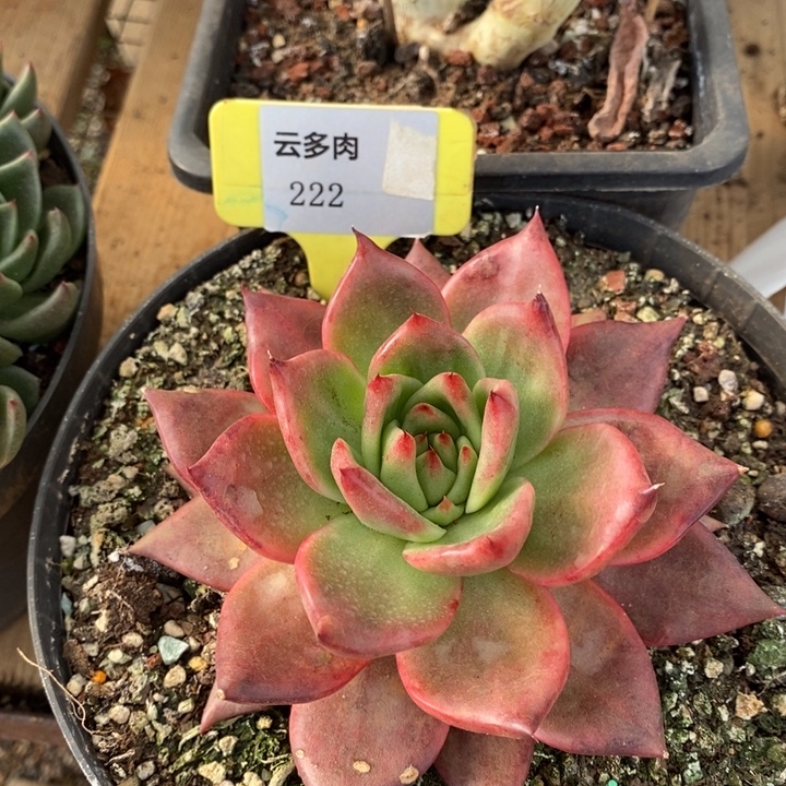 D222- 有伤福利 红钻