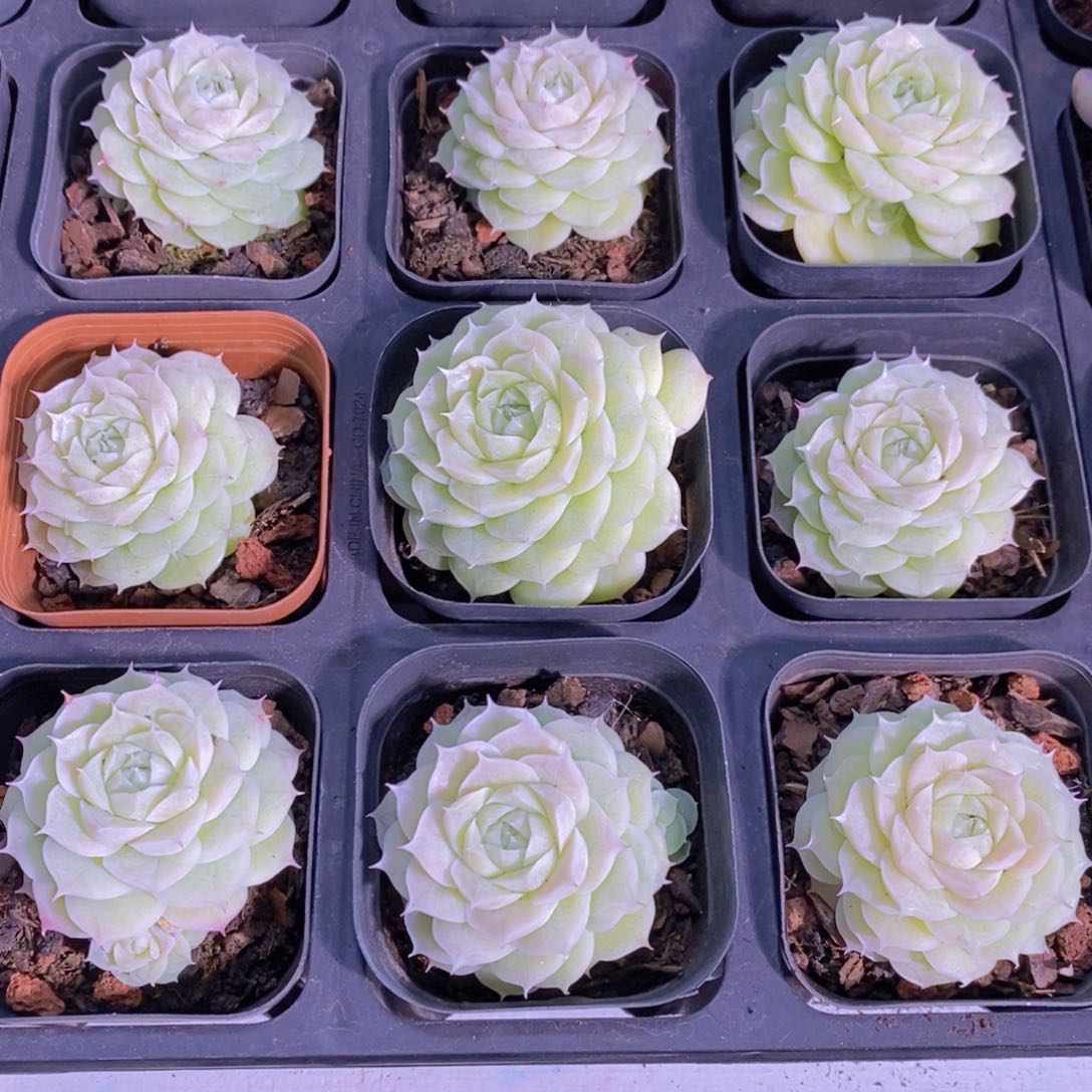 30-16-M玫瑰花麦秆单头一个