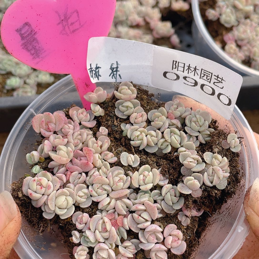 量拍多肉植物多肉植物900