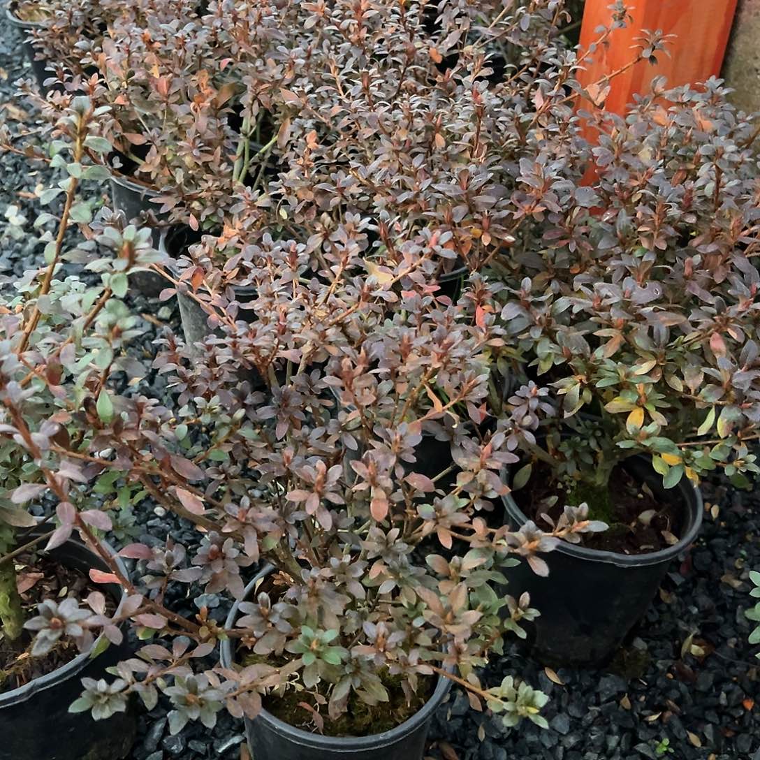 无花朵盆景皋月杜鹃菊姬