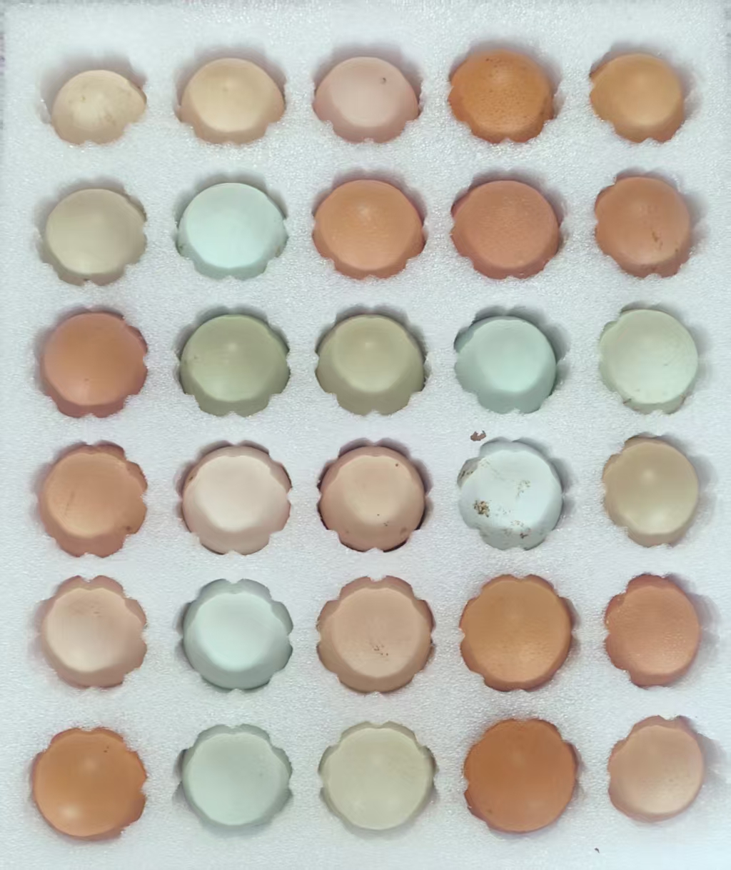 60枚跑山鸡蛋 深山纯粮 放养 五谷 小虫 水果