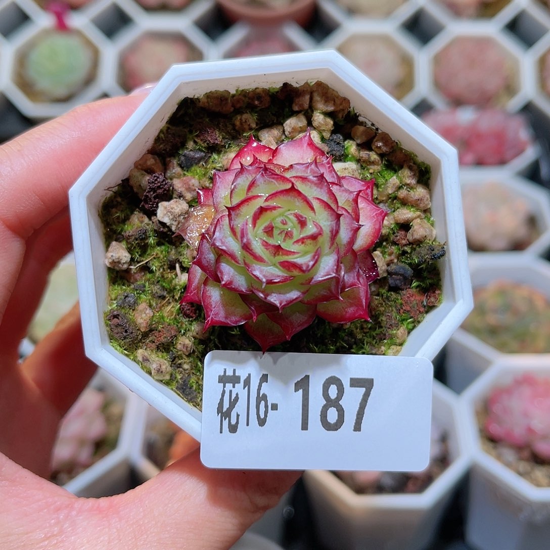 花利美16-187女王