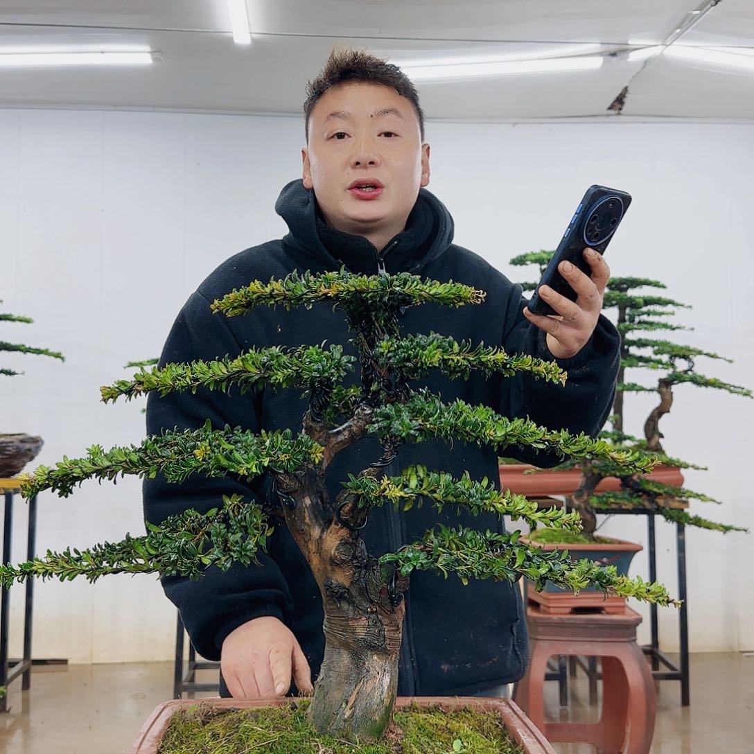 盆景制作过程非常