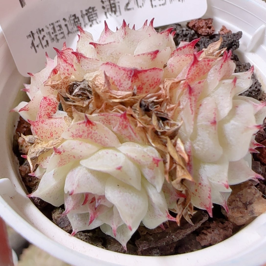 花语多肉1210-117福利散小