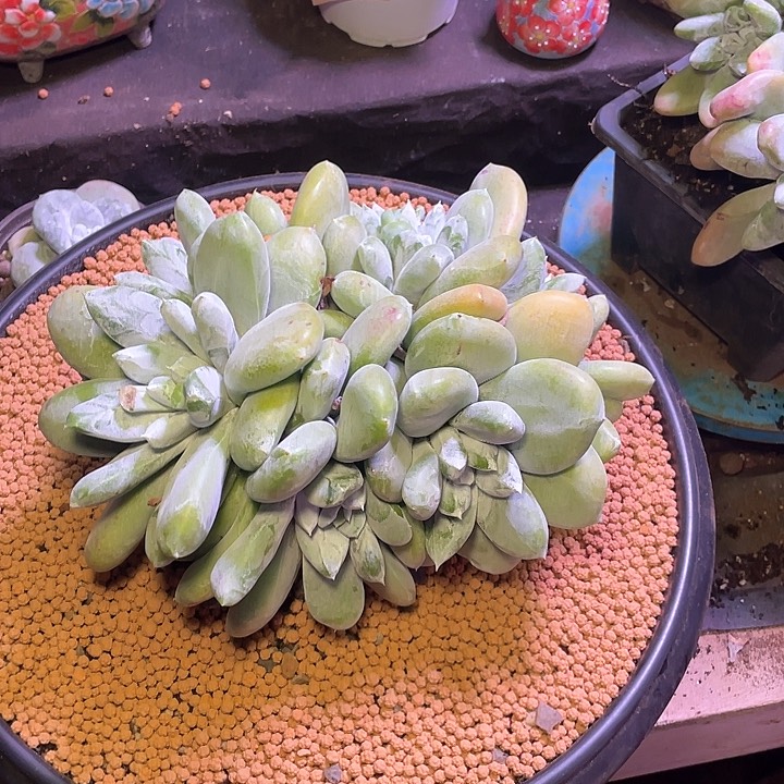 猴****?小鹿多肉一物一拍