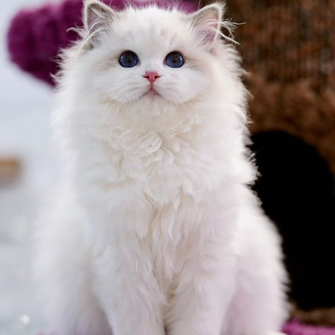 Mayhaw布偶猫超好看猫猫通用定金链接