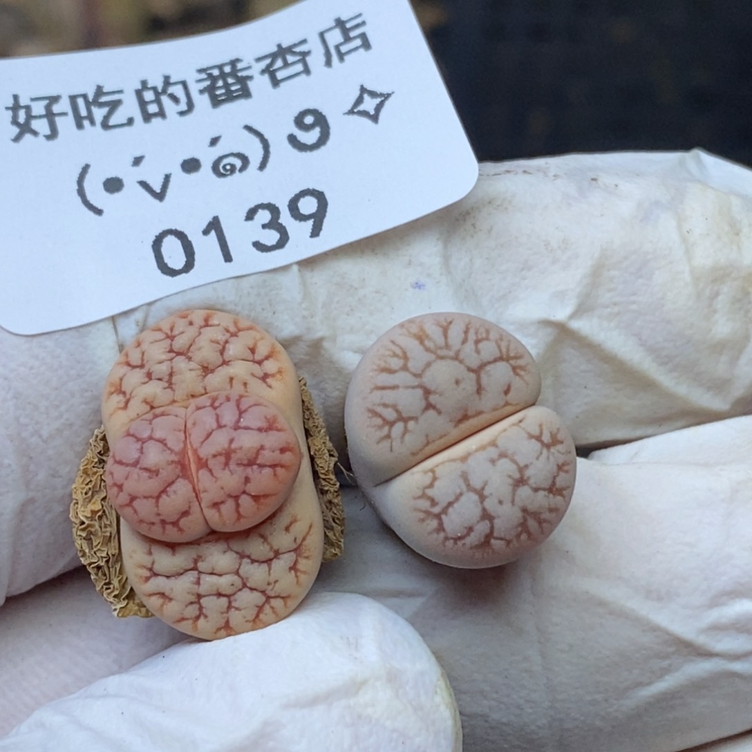 0139。零下拍保温.18包邮.当天凑哦