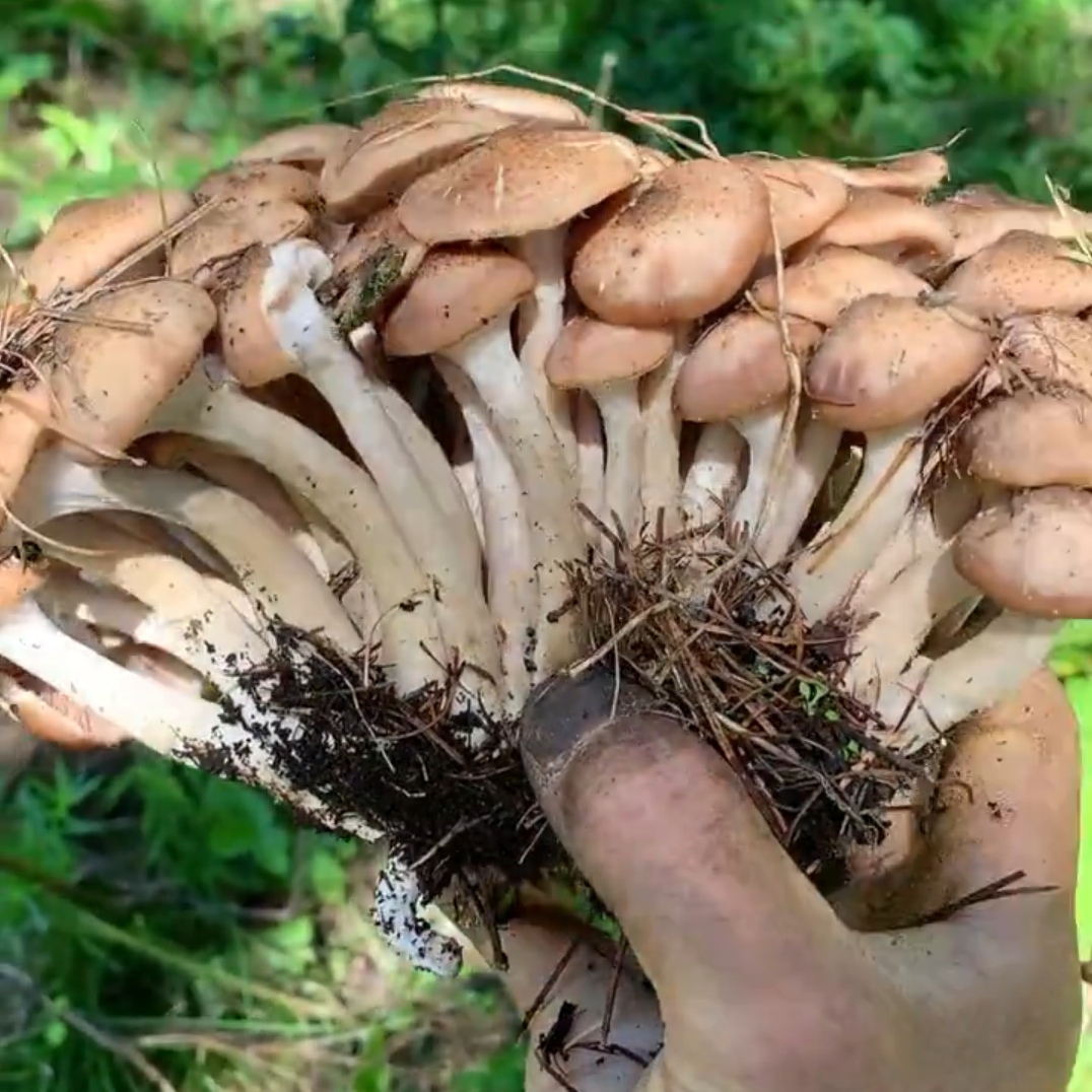 黑龙江2025年腌制榛蘑野生榛蘑野生榛蘑山野菜蘑菇精品
