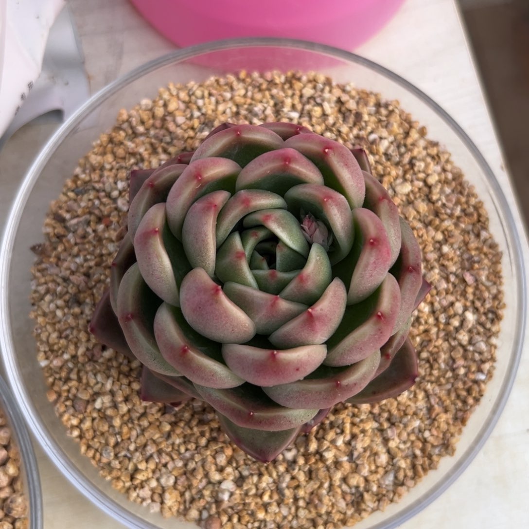 蓝水鬼多肉一物一拍0209-