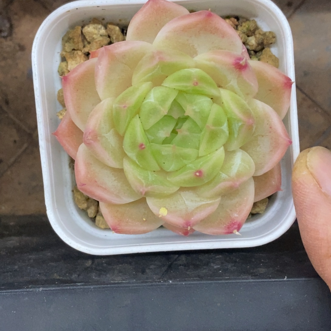 精品多肉一物一拍不包整27