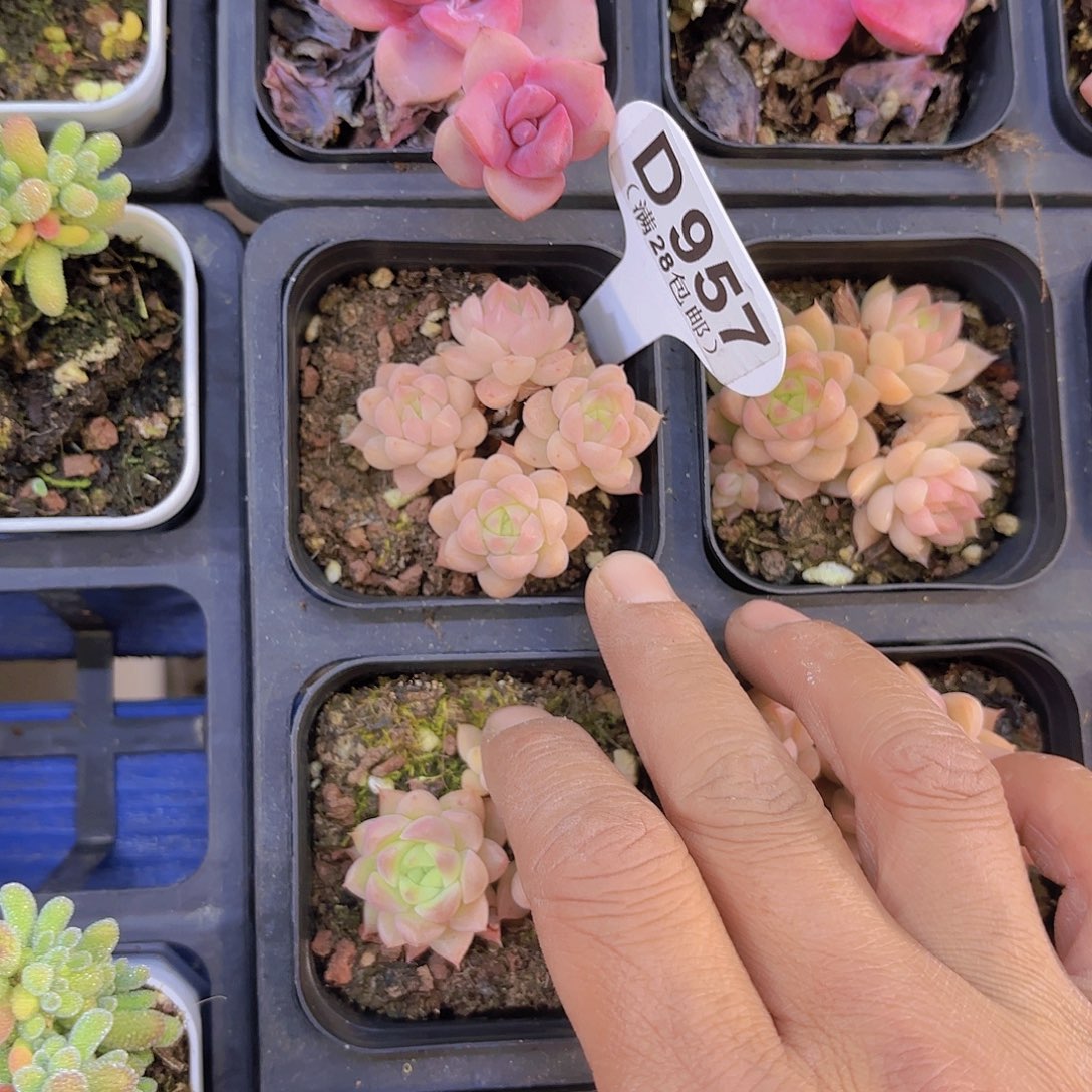 D957珍妮一物一拍