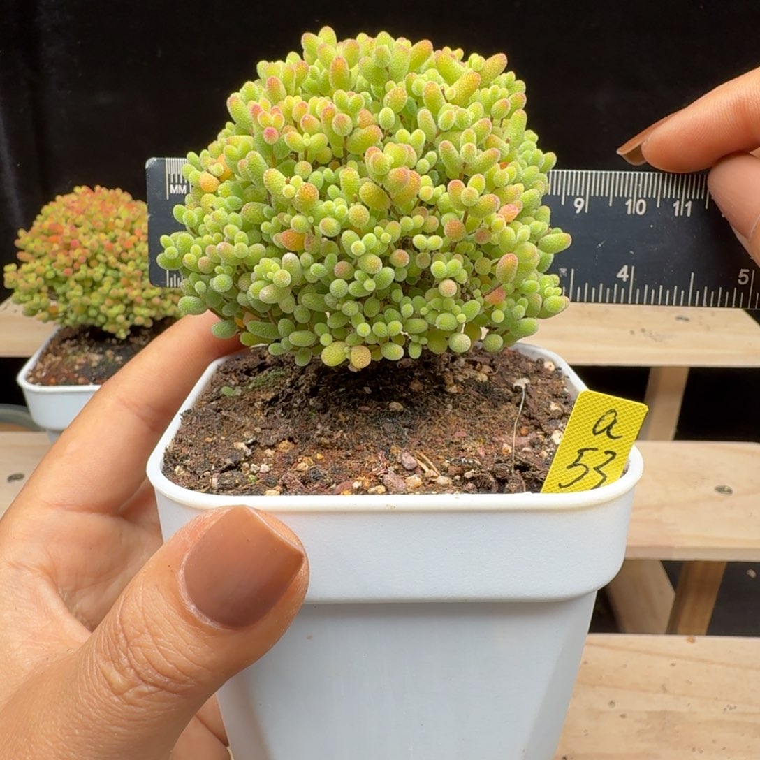 a53号蜜橘冠服8厘米