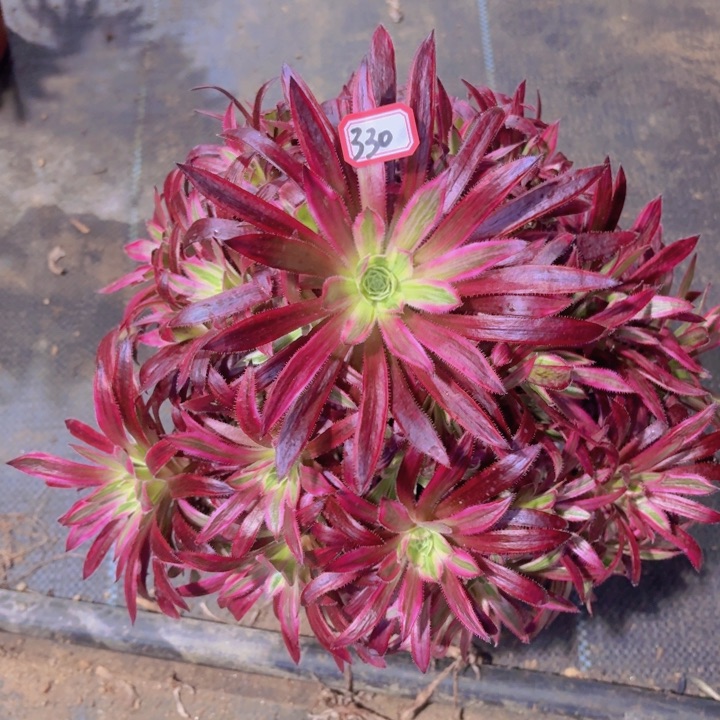 火凤凰超白锦330