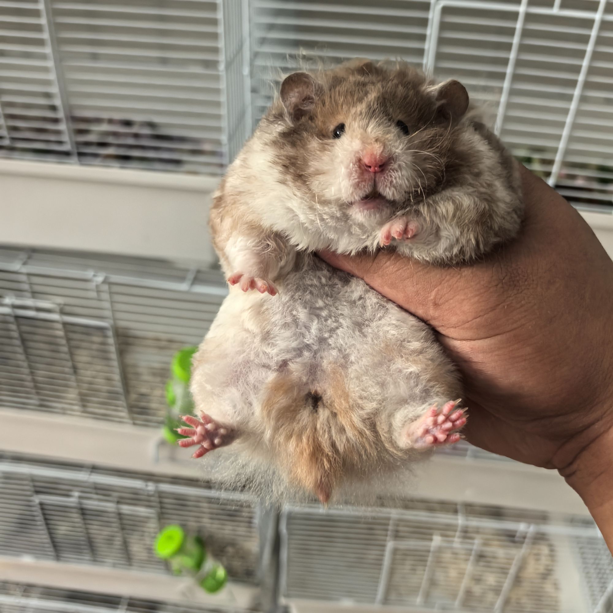 波利熊长毛金丝熊仓鼠卷直毛黑波蜜波黄波火波巧波利活物直播寄养