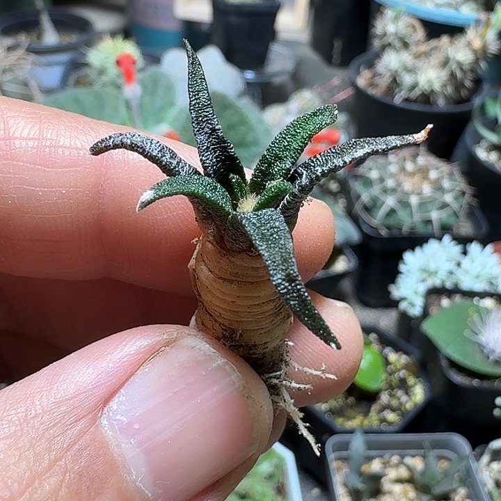 537龙舌兰岩牡丹脱土发货