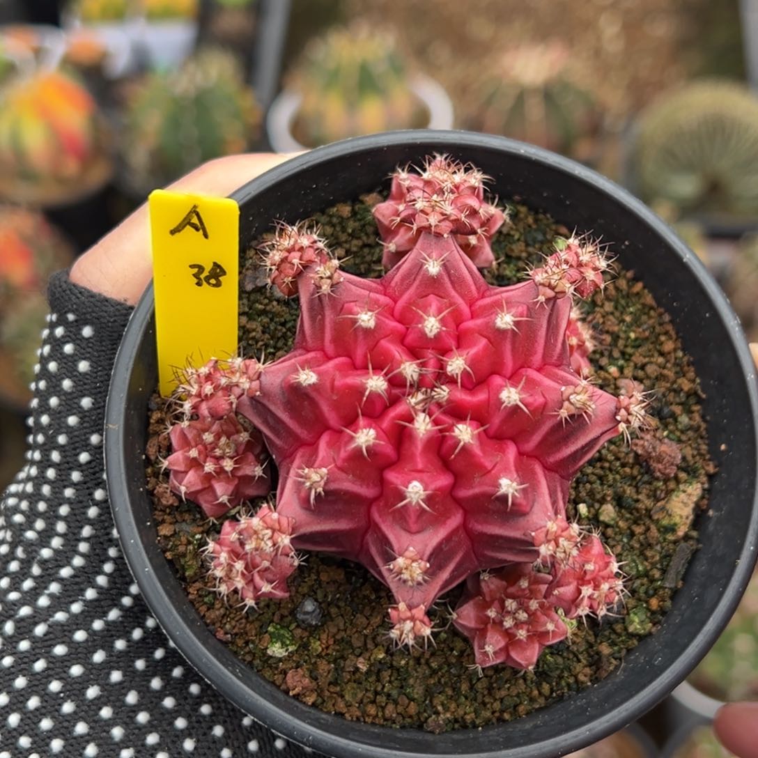 L*猛泰系侧芽皮色球A38