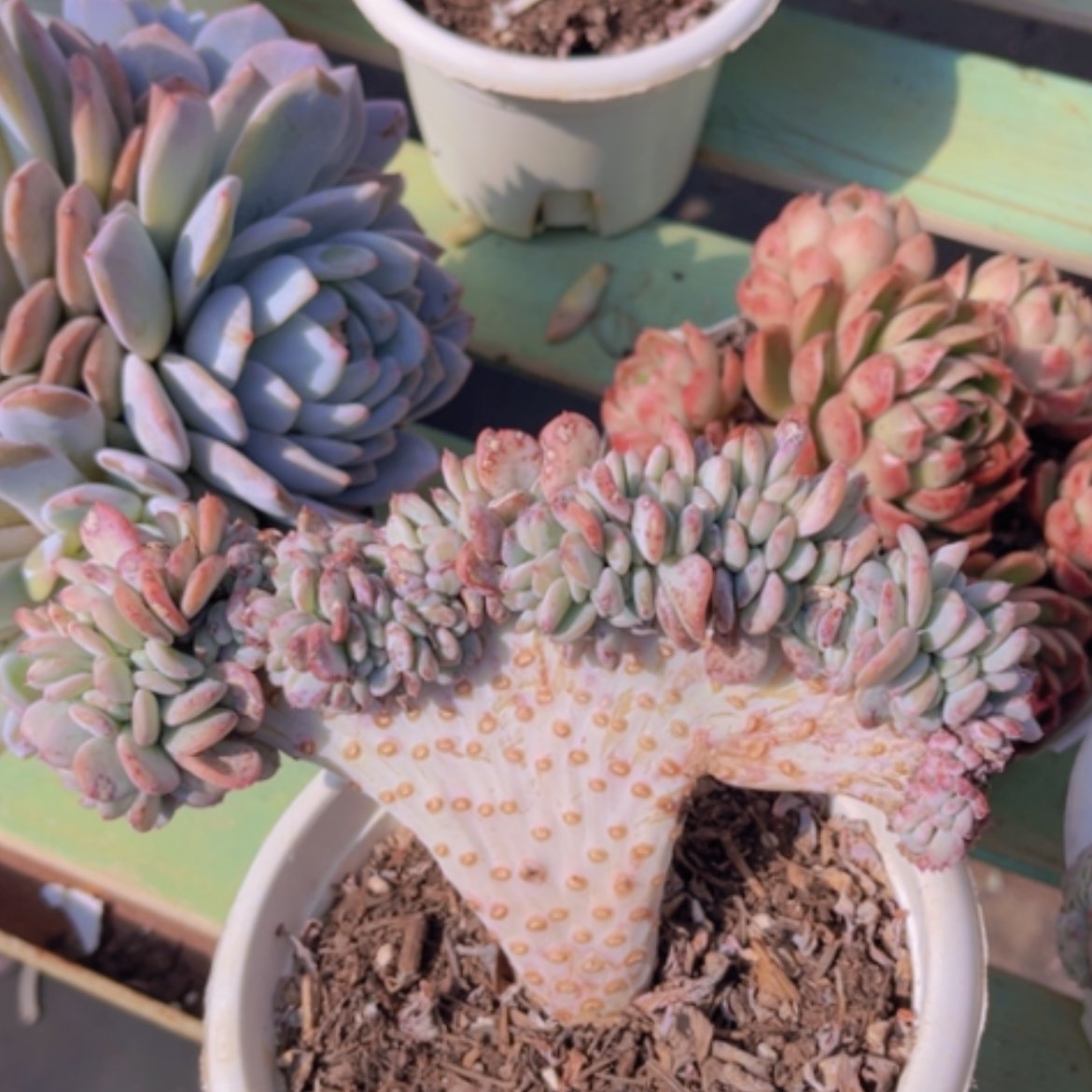 【闪购商品】玛瑙缀12232