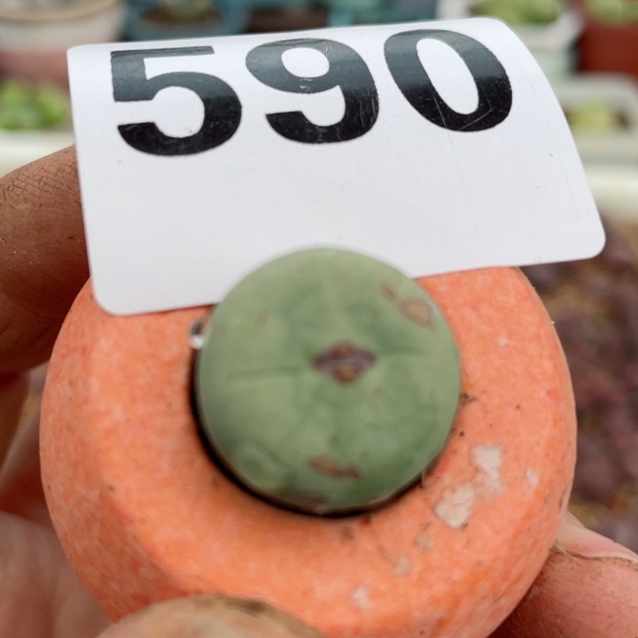 590小红嘴母本带盆