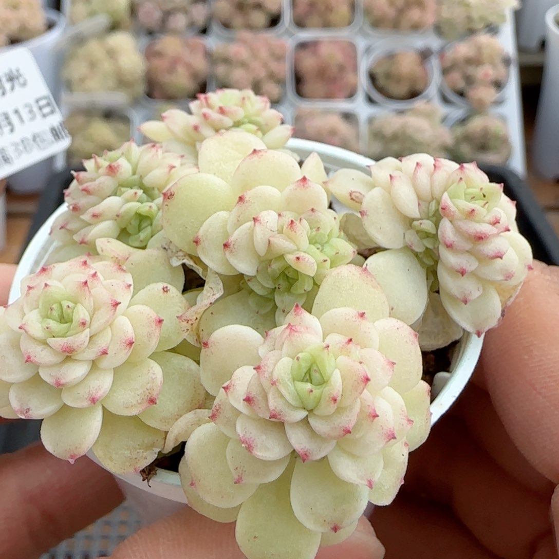 【闪购商品】0213-28优选麦杆