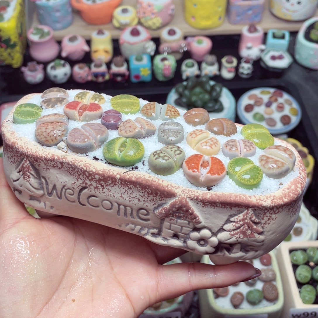 w9975 带盆土发货 -零下地区拍保温箱