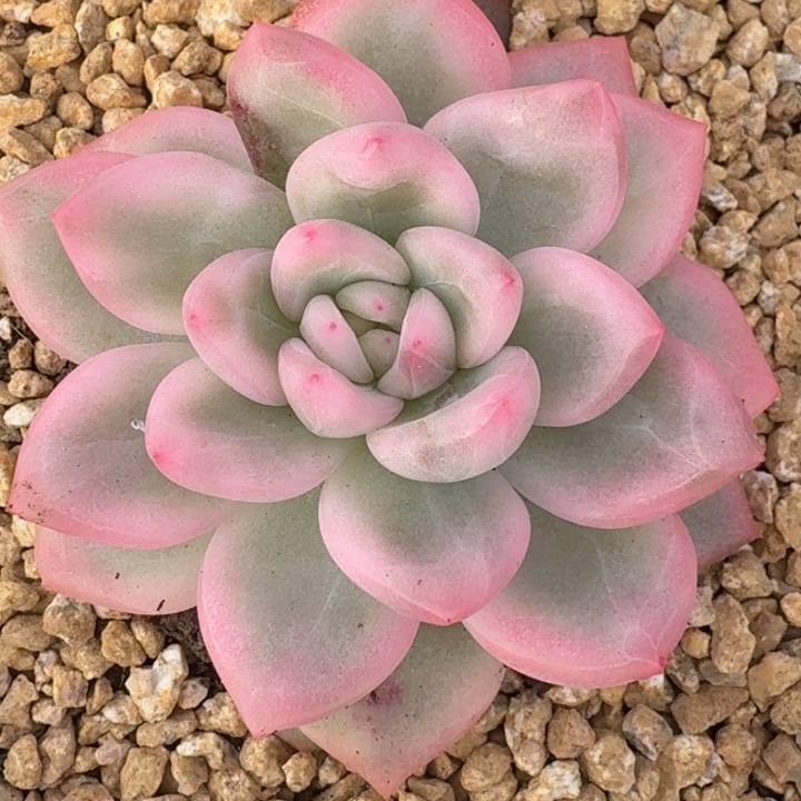 冰月亮锦一物一拍