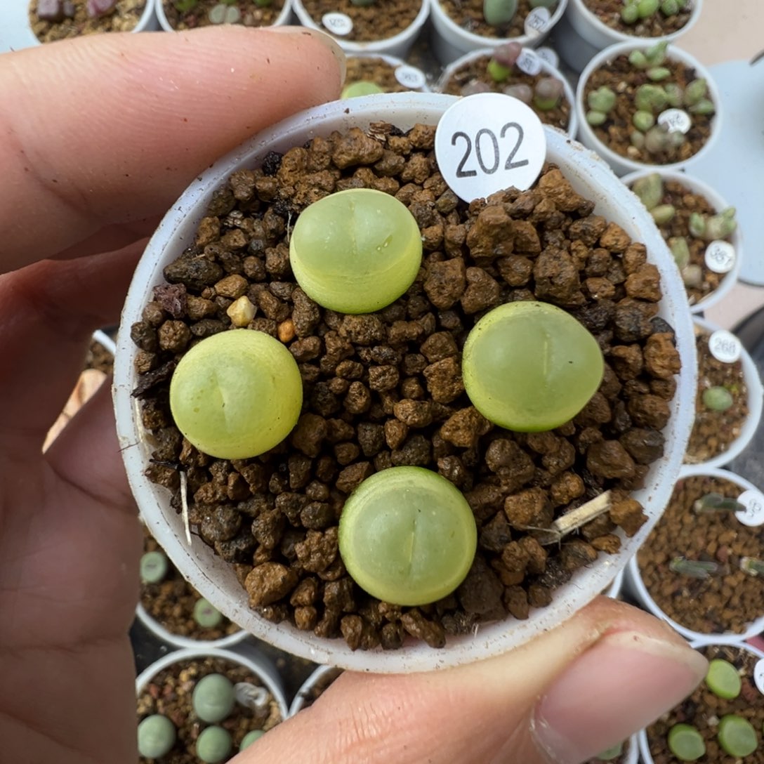 拉登一颗脱土2020000