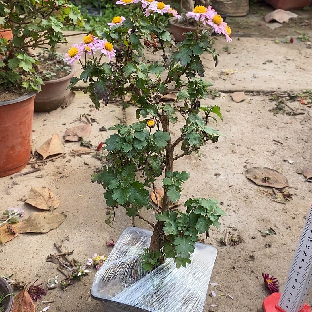 3***5完全开放聚聚啊菊花