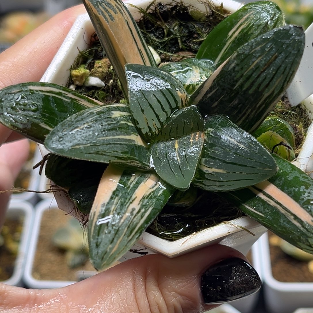 17丸叶克锦带仔福利专场