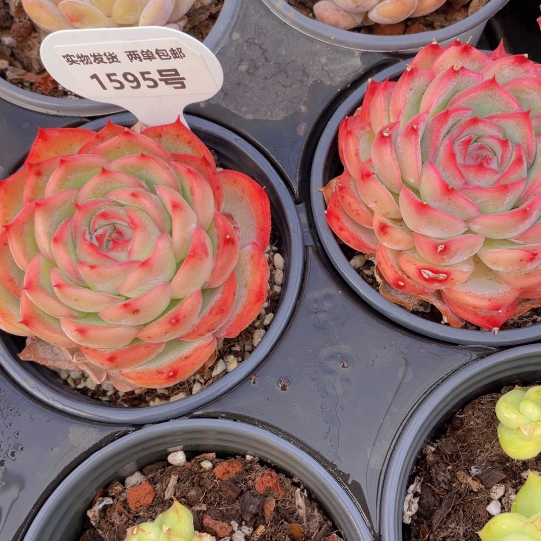 1595号 宽叶侧影单头一个