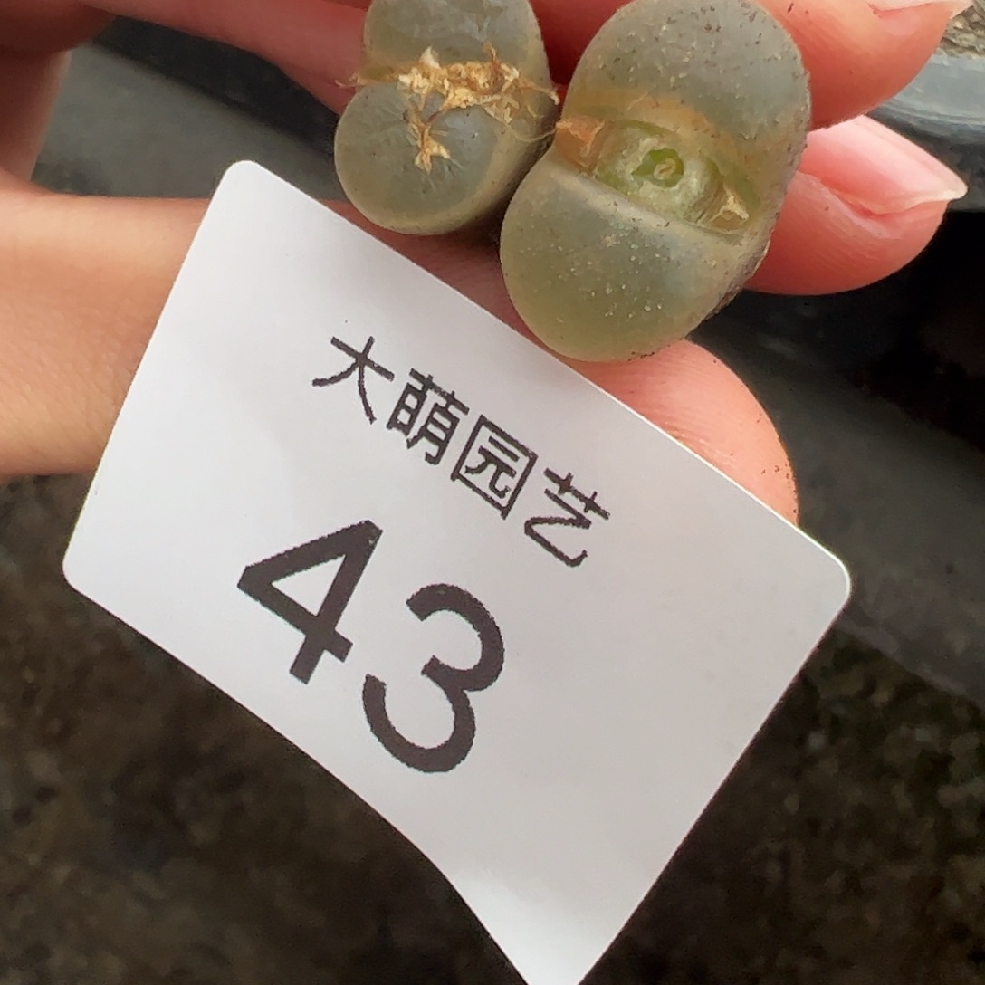 R***༻一物一拍正版静香风铃。 43