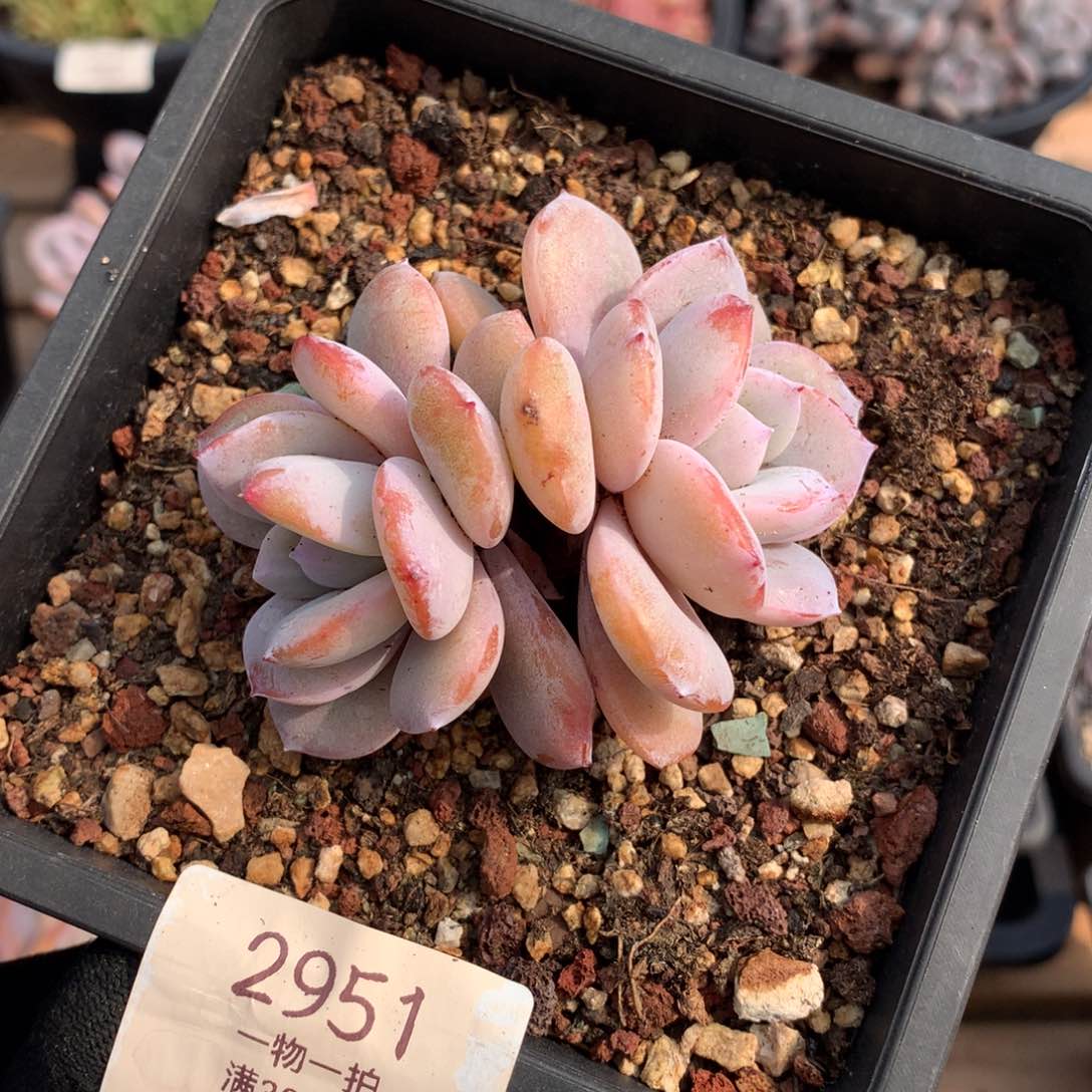 8厘米双头奶茶多肉2951