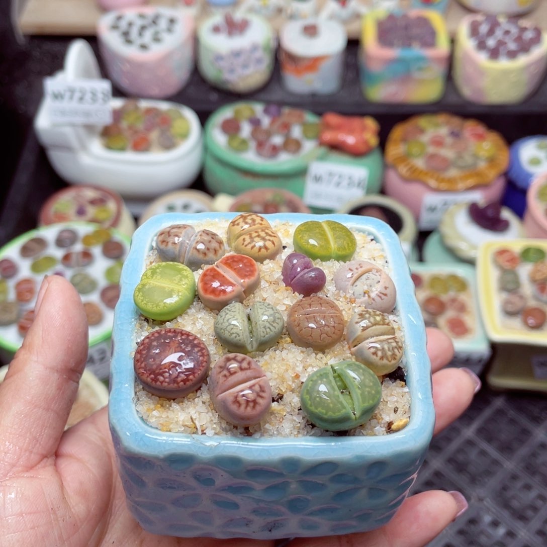 w7249 -零下地区拍保温箱-15支持寄养