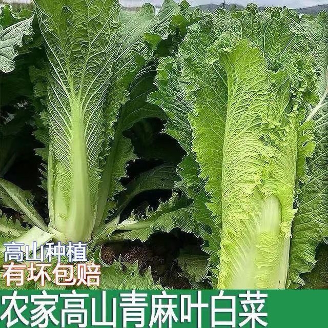 高山露天长白菜新鲜现砍现发自然
