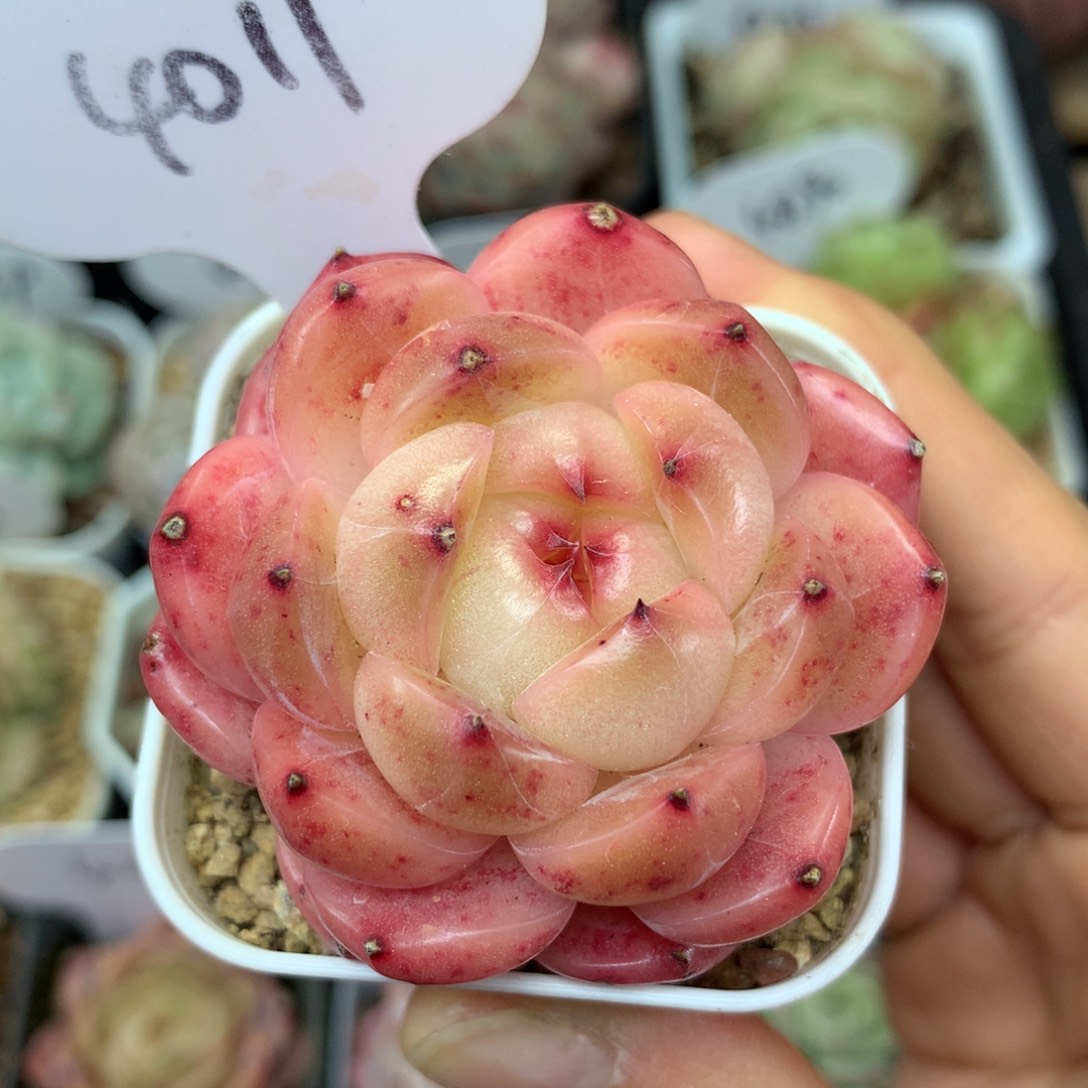 爱丽丝珍妮单头4011