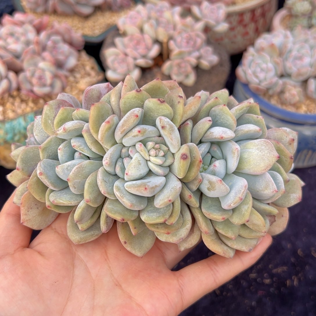 新年快乐 新年快乐